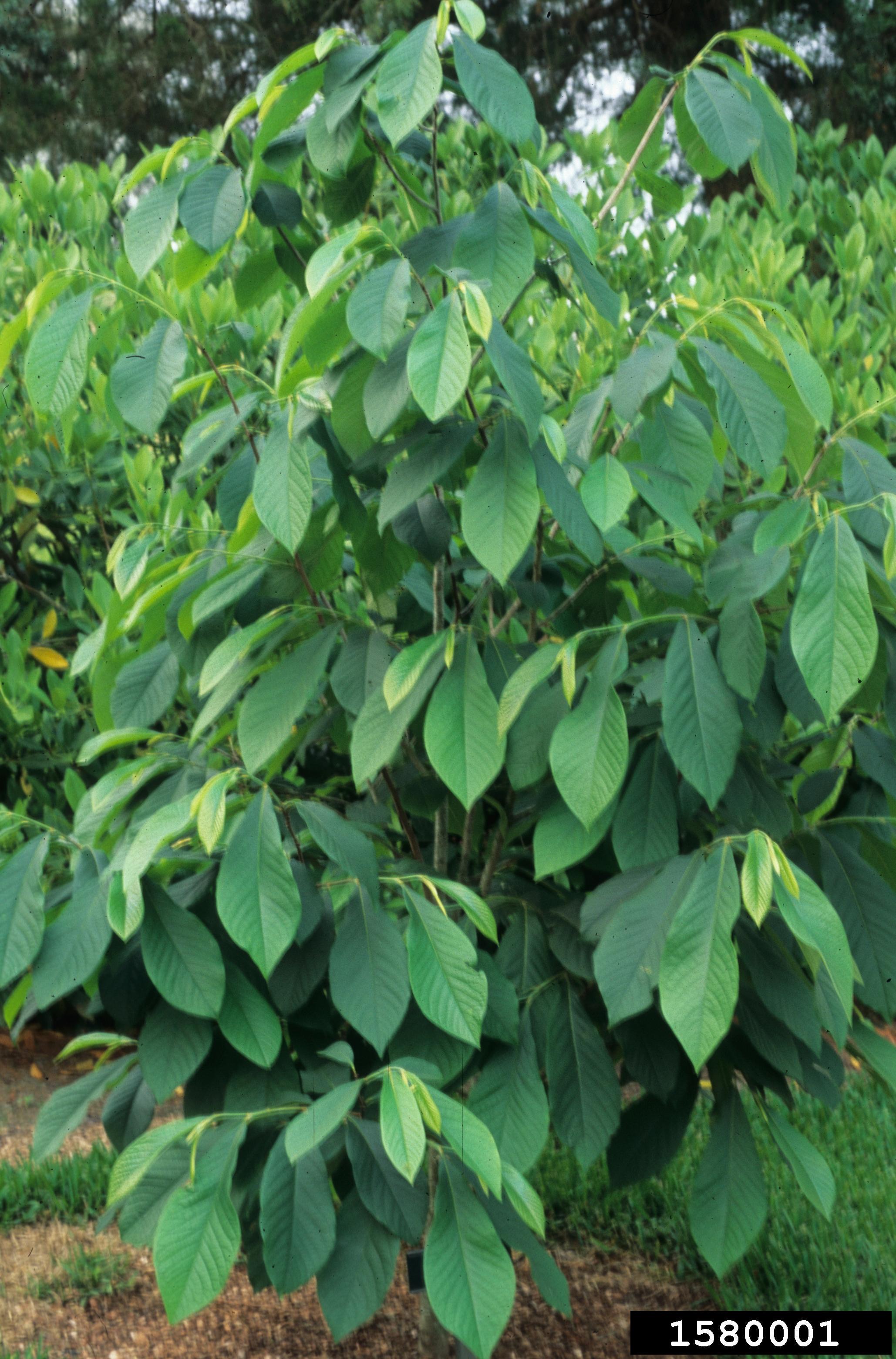 Plants, Seeds & Bulbs Pawpaw Tree Asimina Triloba 5 Seeds